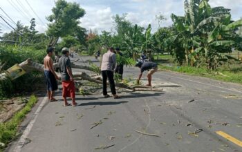 Polres Loteng Evakuasi Pohon Tumbang Halangi Arus Lalu Lintas.