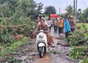 Gerung Dilanda Hujan Deras, Tiga Pohon Tumbang, Ini Langkah Cepat Petugas