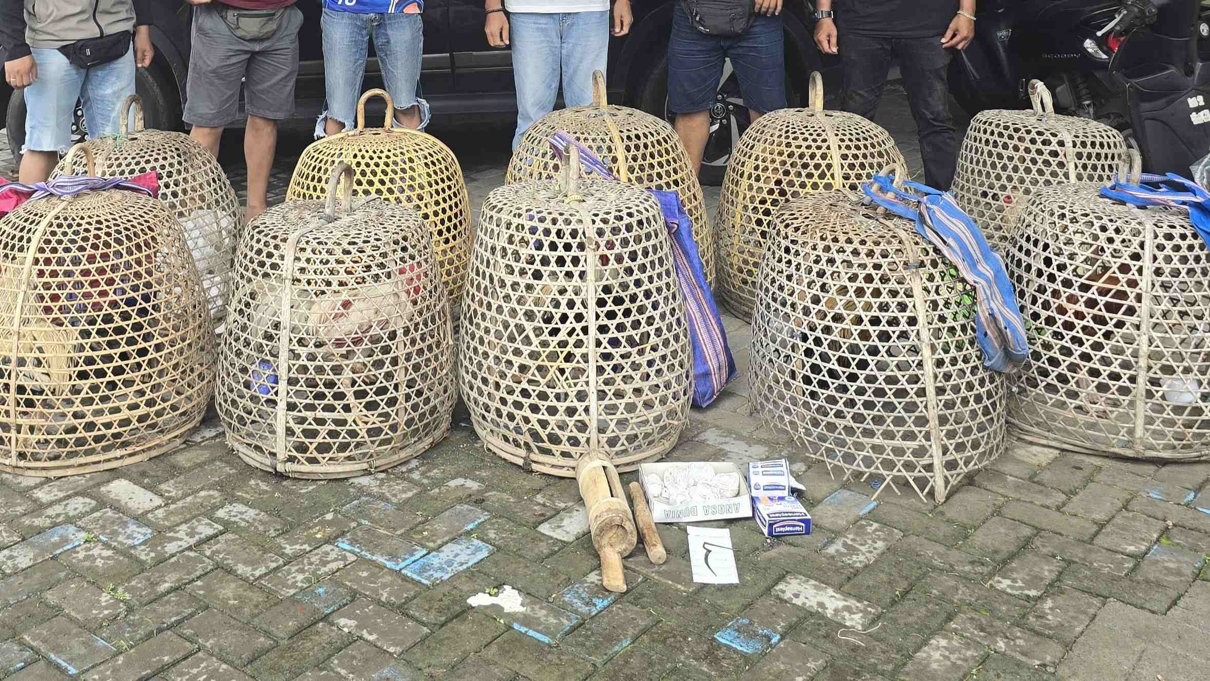 Sabung Ayam Ditindak Polisi Lombok Barat, Ini Hasilnya