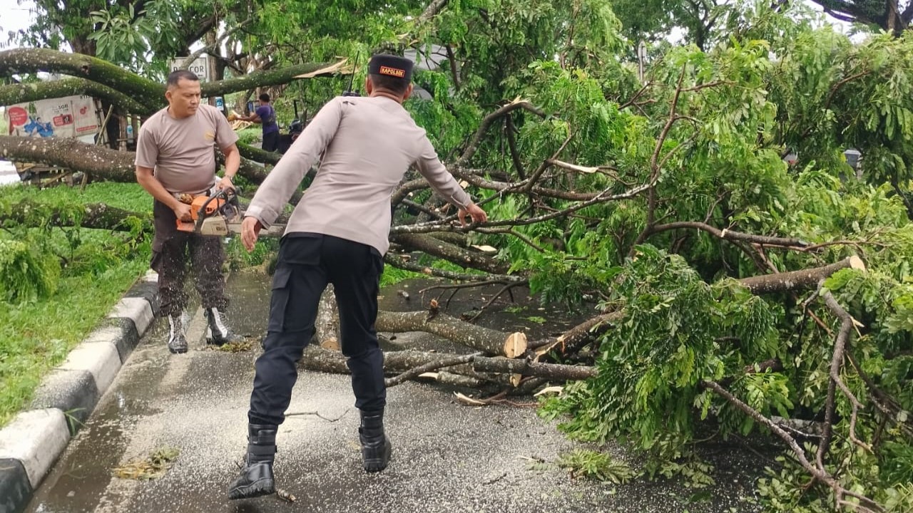 Pohon Tumbang di Kuripan, Lalu Lintas Kembali Lancar!