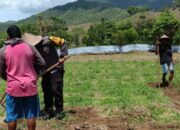 Bhabinkamtibmas Polsek Lambu Pantau Lahan Pangan Bergizi untuk Dukung Ketahanan Pangan Nasional