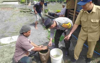 Pestisida Alami, Solusi Hemat dan Sehat untuk Petani Kediri