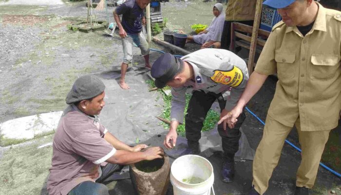 Pestisida Alami, Solusi Hemat dan Sehat untuk Petani Kediri