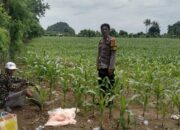 Bhabinkamtibmas Desa Lune Pantau Lahan Pertanian Jagung, Dukung Ketahanan Pangan Nasional Menuju Indonesia Emas 2025