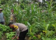 Polsek Batukliang Manfaatkan Lahan Kosong untuk Pekarangan Bergizi.