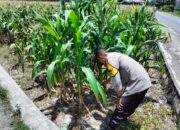 Bhabinkamtibmas Dorong Petani Labuapi Optimalkan Lahan Kosong