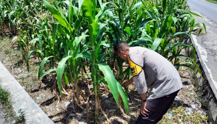 Bhabinkamtibmas Dorong Petani Labuapi Optimalkan Lahan Kosong