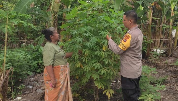 Ketahanan Pangan di Lombok Barat, Bhabinkamtibmas Jadi Penggerak Utama