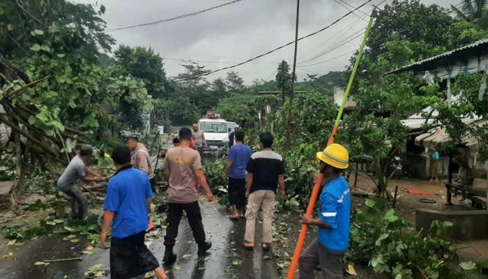 Sekotong Lumpuh Sementara Akibat Pohon Tumbang, Ini Kata Kapolsek!