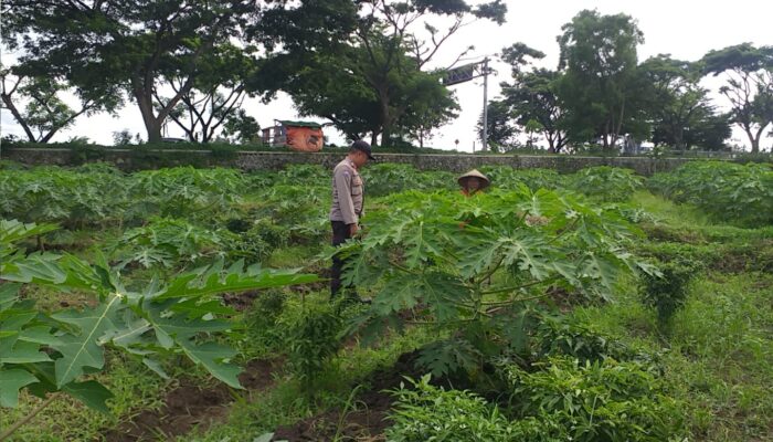 Kolaborasi Polri & Petani, Wujudkan Ketahanan Pangan di Lombok Barat