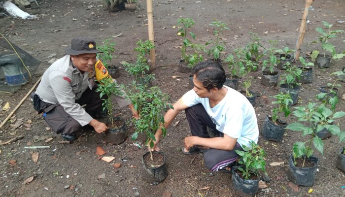 Sinergi Polisi dan Warga, Sukseskan Program Ketahanan Pangan