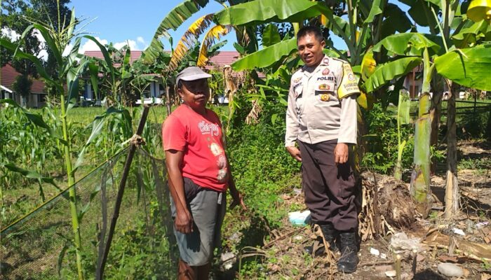 Bhabinkamtibmas Kuripan Ajak Warga Tanam Jagung, Perkuat Ketahanan Pangan