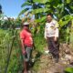 Bhabinkamtibmas Kuripan Ajak Warga Tanam Jagung, Perkuat Ketahanan Pangan