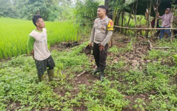 Polsek Pekat Dukung Ketahanan Pangan: Bhabinkamtibmas Karombo Pantau Lahan Pertanian Warga