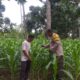 Polsek Kayangan Laksanakan Pengecekan Tanaman Jagung di Lahan Tumpang Sari