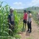 Polsek Hu’u Pantau Pengolahan Lahan Pertanian Dukung Ketahanan Pangan Nasional