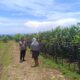 Guna Mendukung Progres Ketahanan Pangan, Bhabinkamtibmas Desa Tatar Kunjungi Kebun Jagung Warga Binaan